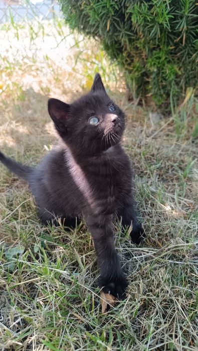 Віддам кошенятко безкоштовно