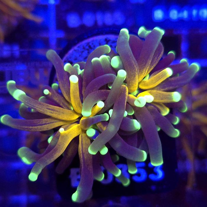 Euphyllia Cristata Tiger Gold (2 głowy) WYSIWYG #B0353 LPS Kingdom of Corals