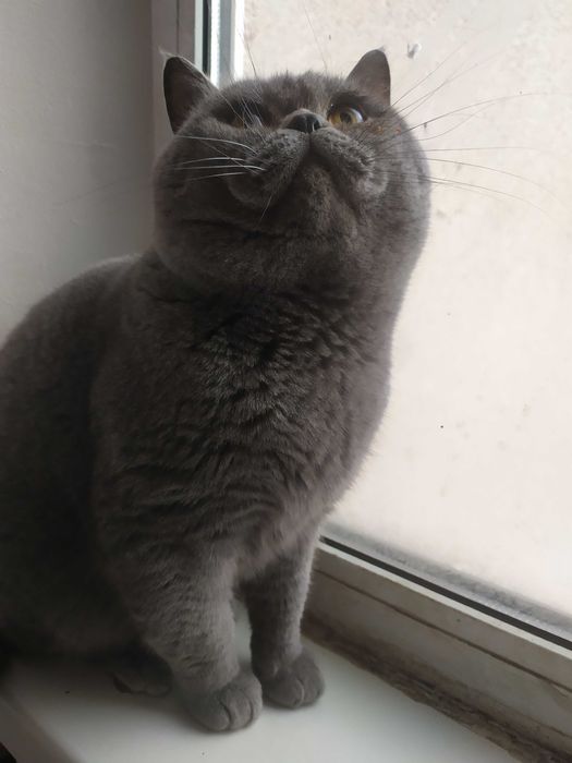 Кіт на в'язку, прямовухий .