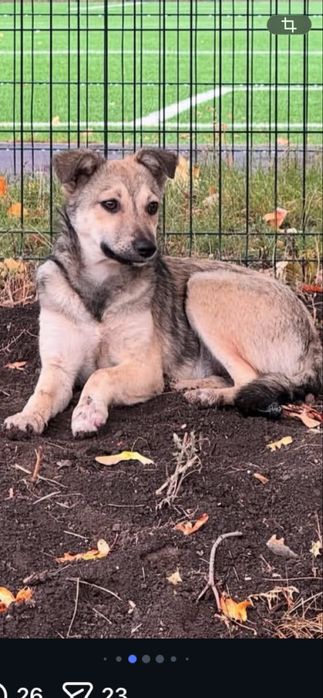 Щенки девочки ищут заботливые ручки