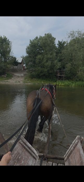 Klacz 3 lata pkz zakladana