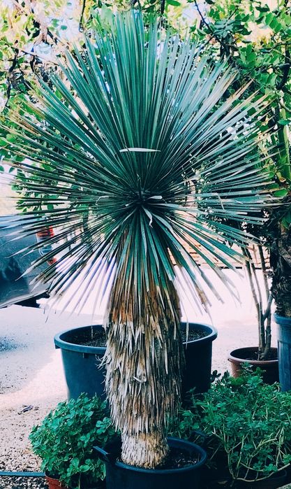 Impressionantes Yucca rostrata azuis ou iucas de bico