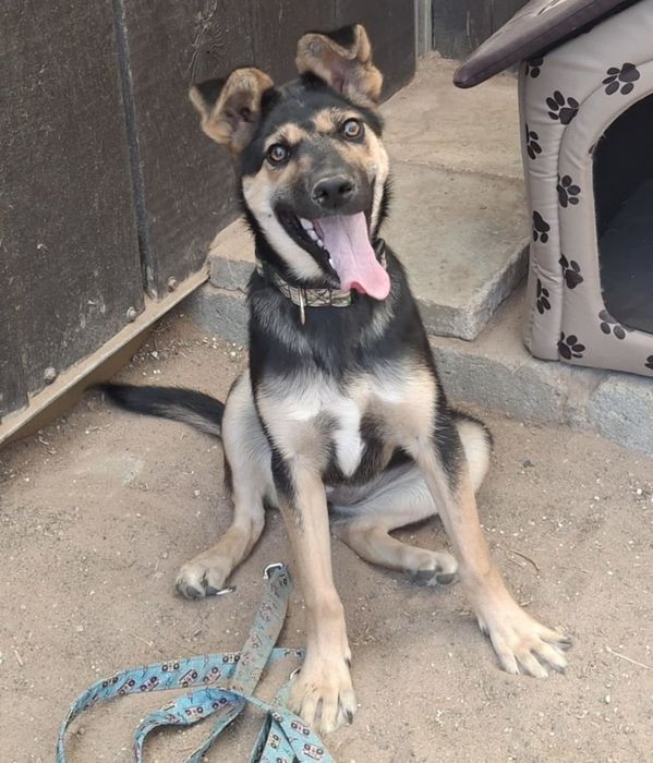 Andżelina - urocza roczna sunia