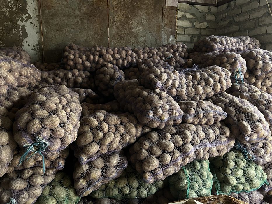 Картошка белла росса: 24 грн. - Продукти харчування / напої ...