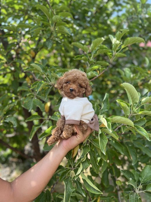 Мальтипу крохи мини