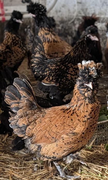 Kury Pawłowskie jaja lęgowe