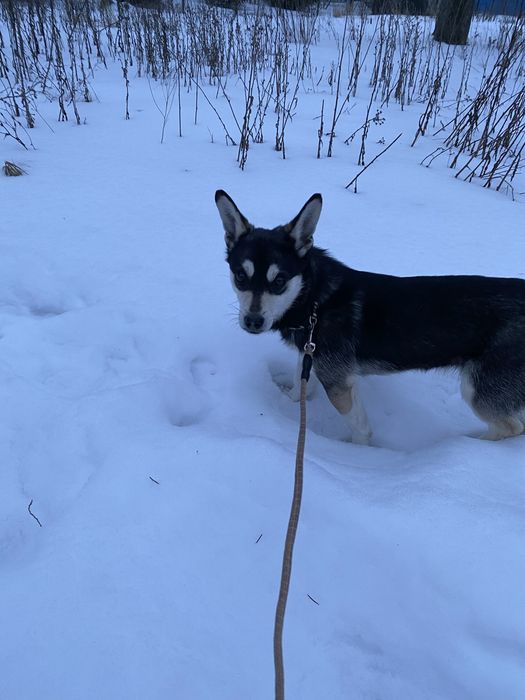 Віддам цуцення в добрі та надійні руки