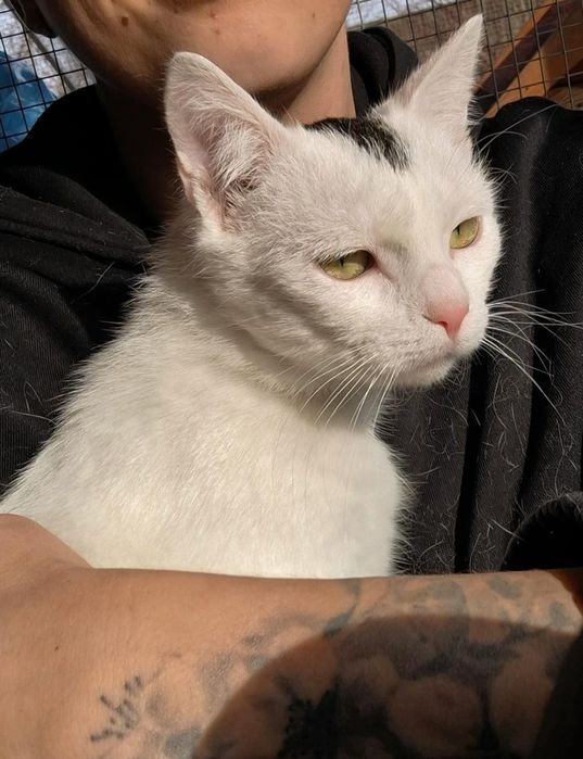 Kocurek Odi czeka na dom