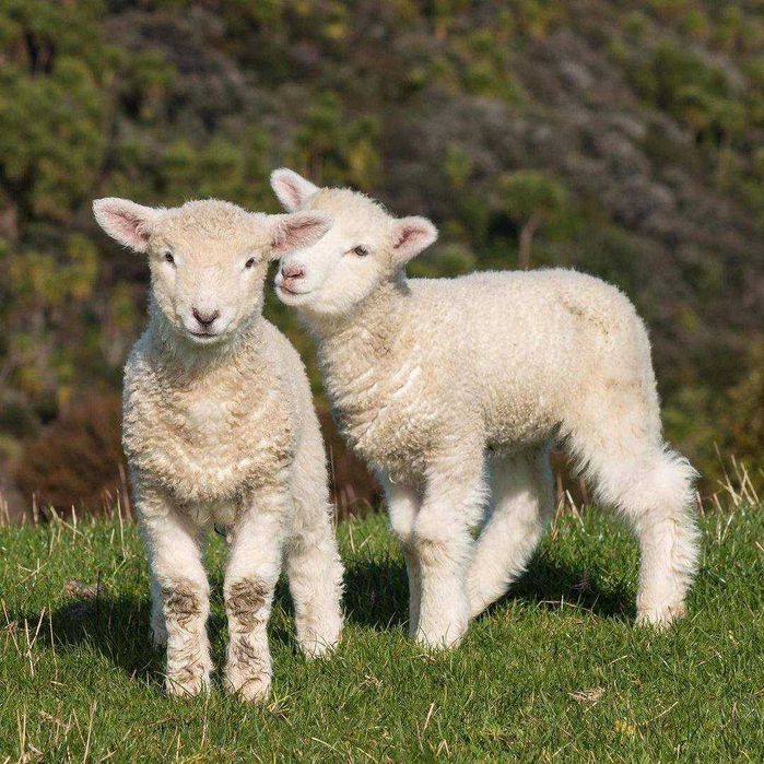 Овца карликовая Уэссан, декоративная козочка малыш, коза породы Уэссан