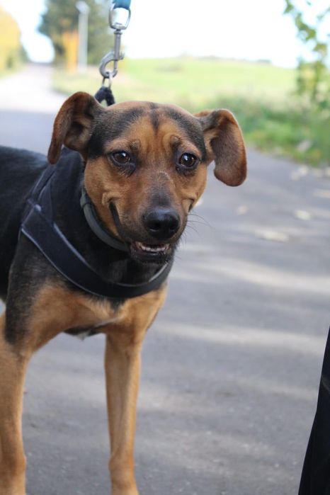 Donna poleca się do adopcji!