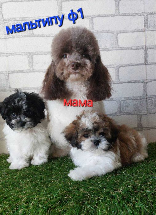 мальтіпу Хлопчики F1