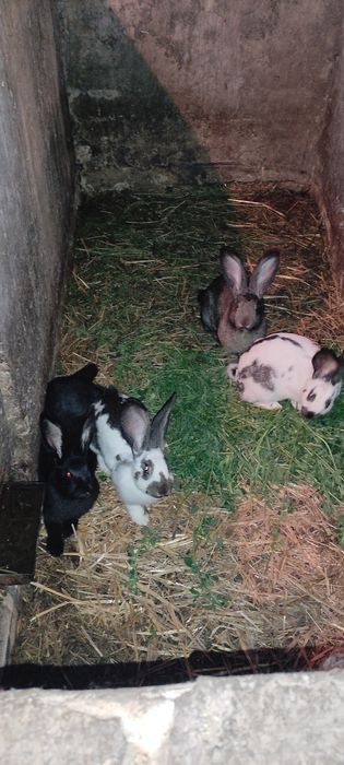 Кріль, самець кроля, німецький строкач