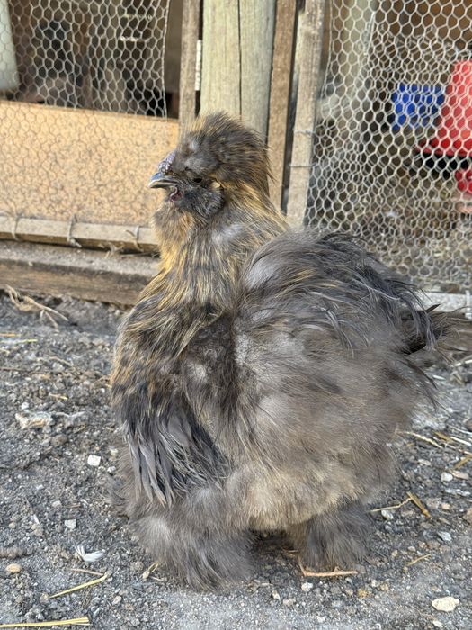 Galo Sedosa do Japão