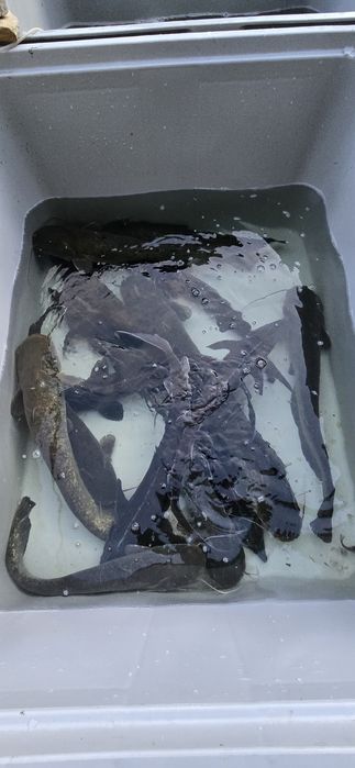 Jesiotr,  Sum, Amur, Karp  ryby do stawu