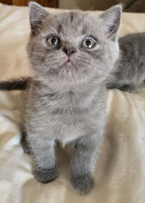 Kot Brytyjski z rodowodem