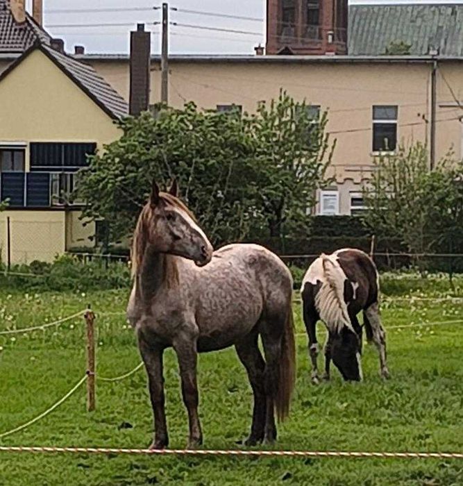 Klacz gniadoratantowata