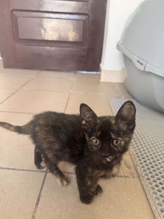 Gatinhos bebés para adoção