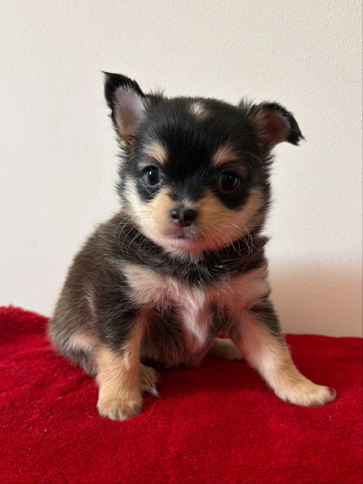Chihuahua długowłosy FCI