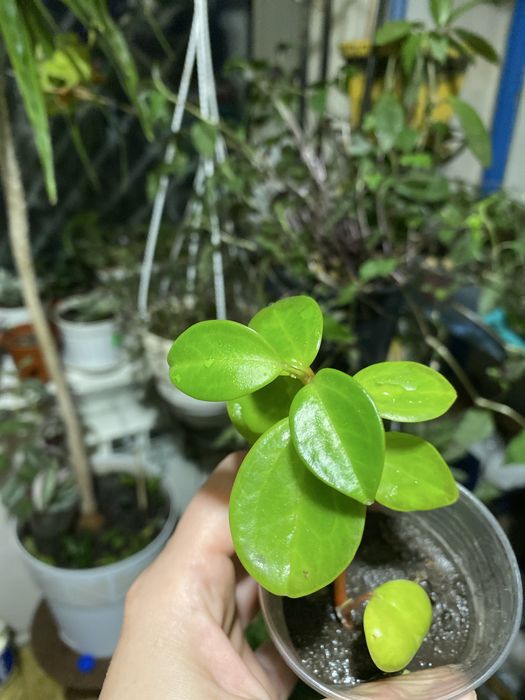 Аглонема, пеперомия, камнеломка, традесканция, пеларгонія, ледебурия,