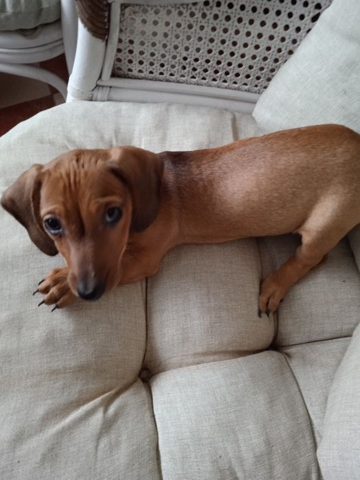 Jamnik krótkowłosy