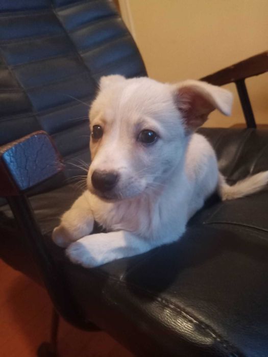 Цуценятко в добрі руки