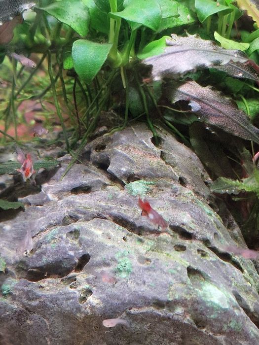 Alvinos e juvenis platys mickey e azuis escuros
