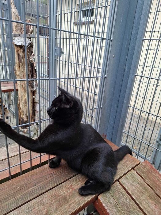 Czarny Kraken wypatruje domu zza krat częstochowskiego schroniska