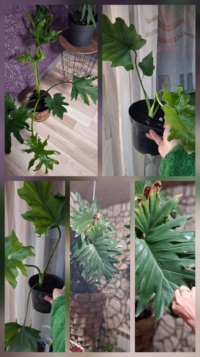 Комнатные адаптированные цветули