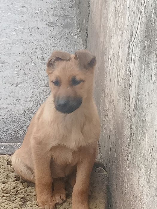 В хорошие руки  отдам