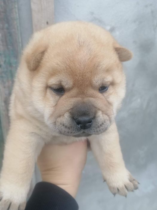 Цуценята Шарпей-чао-чао смесь