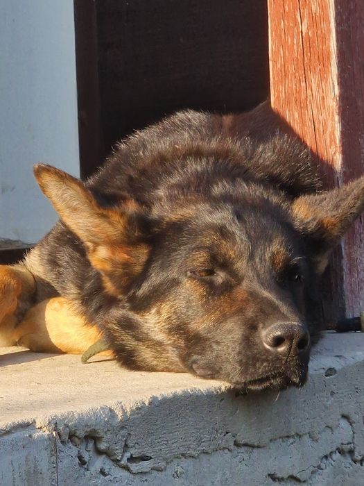 Відам немецку овчарку