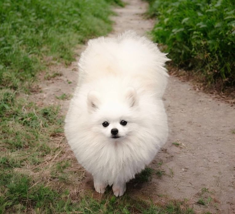 Spitz alemão menina Lulu