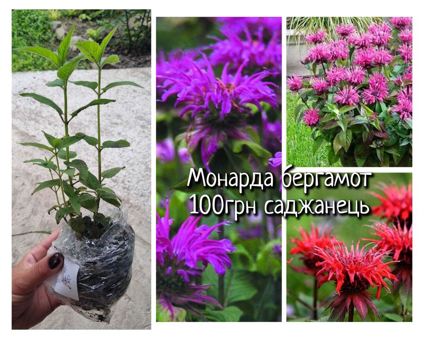 Саджанці квітів багаторічних саженцы