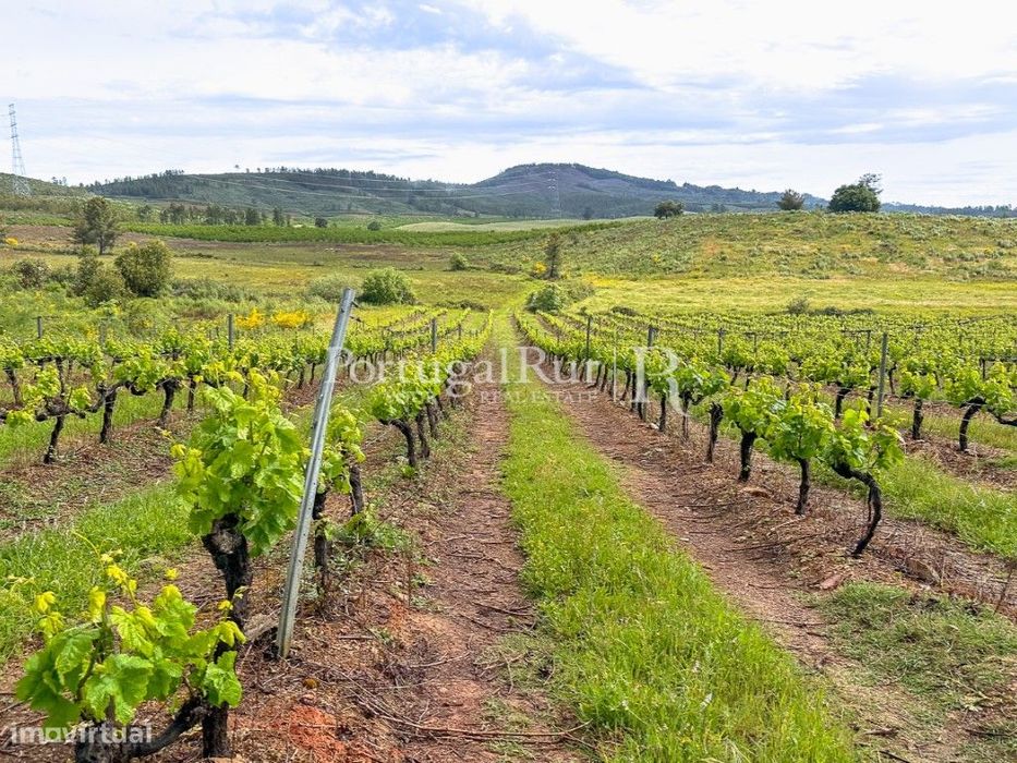 Quinta de 30ha para agricultura, com cerejal e vinha