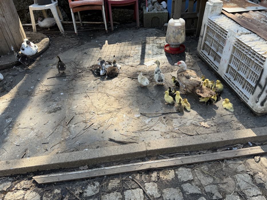 Patos de varias idades