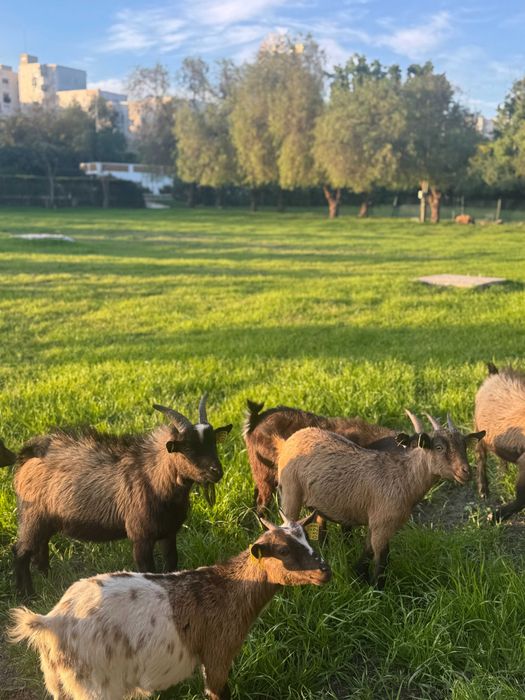 Cabras Anãs Évora