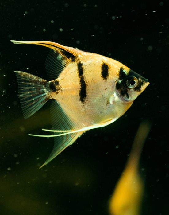 Скалярія золота кої скалярия рибка акваріумна обмін