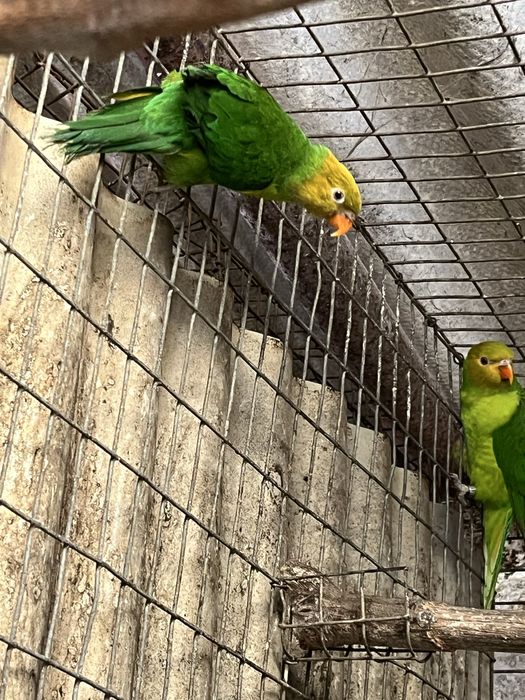 Casal loris Eutelles