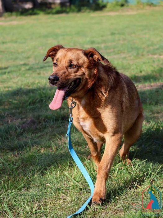 Pies który uwielbia się przytulać, lubi psy i koty - adoptuj