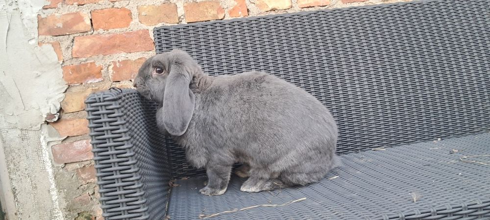 Niebieski baran francuski