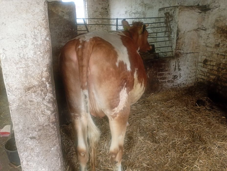 Jałówka, jałówki wysokocielna mleczna