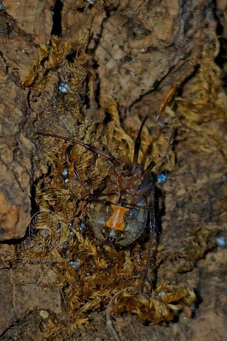 Pająk wdowa Latrodectus geometricus samica