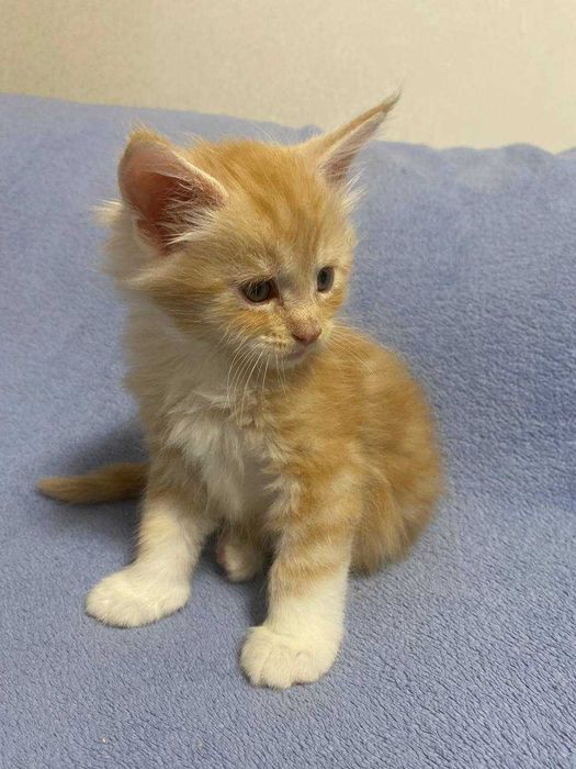 Кошенята мейкунчики