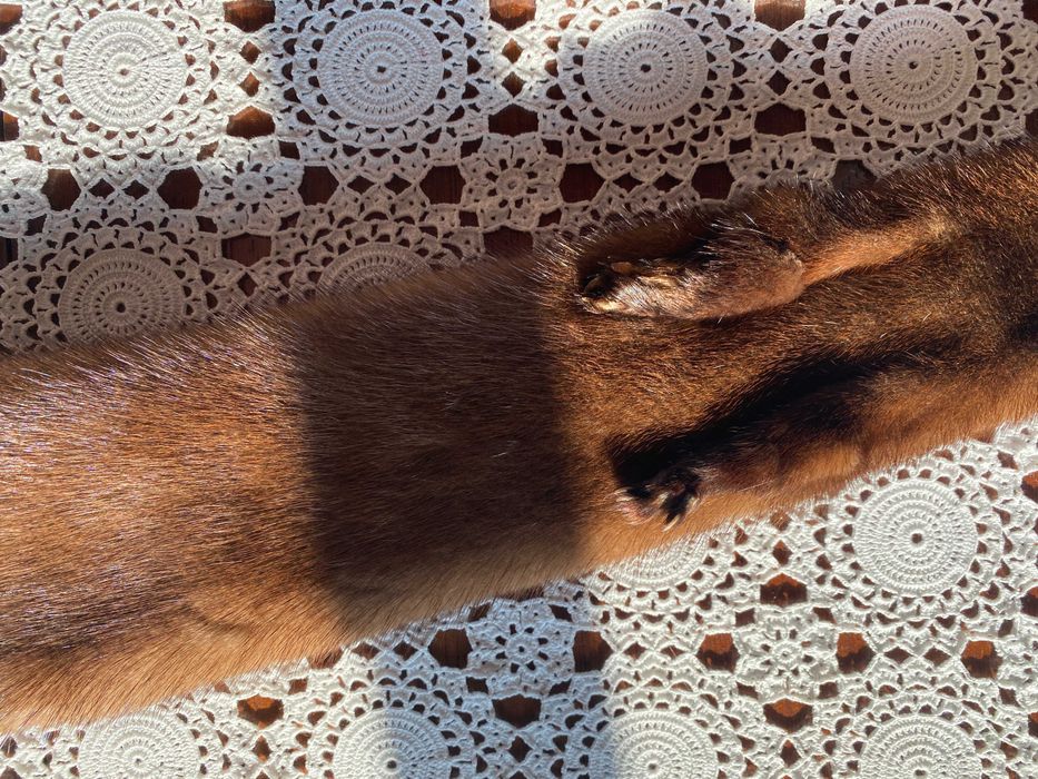 Estola em vison castanho escuro