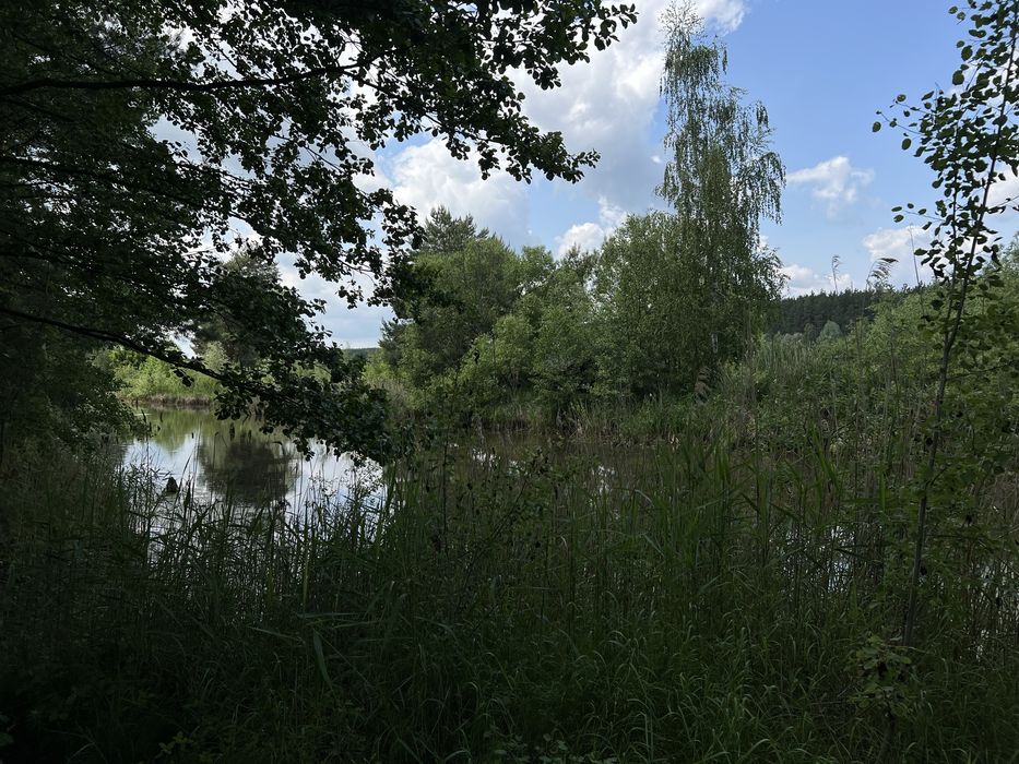 Ділянка 50сот в сосновому лісі, поруч газ та світло