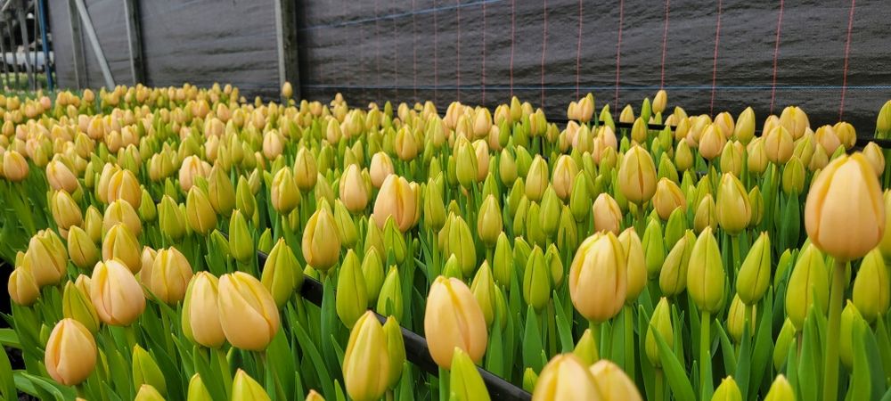 Тюльпани (детка) ОПТ