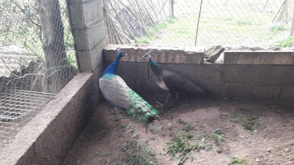 Vende-se Casal de Pavões