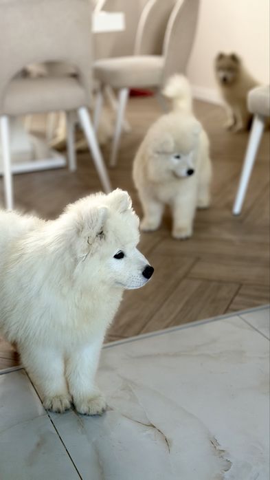 Samoyed, samojed, szczeniak po rodzicach ZKwP, FCI, Kraków