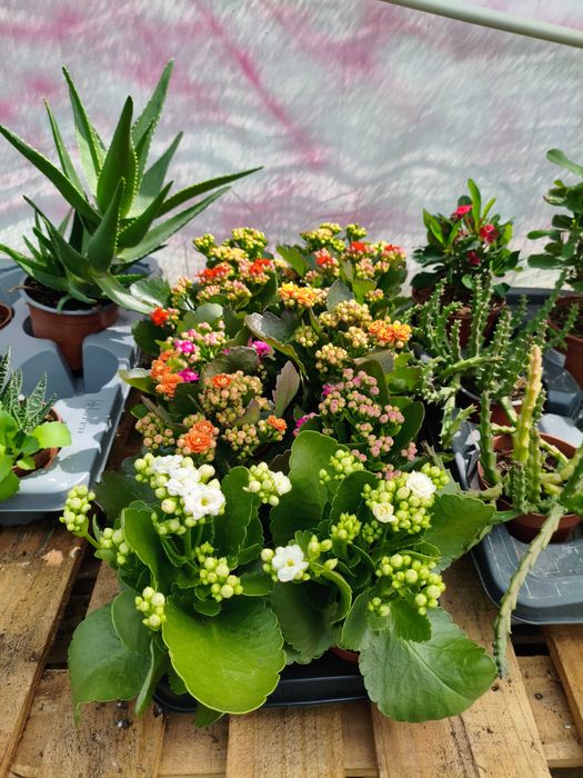 Kalanchoe com Flor Dobrada (Kalanchoe Calandiva) - planta em vaso