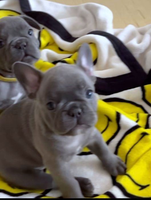 Чудовий французький бульдог